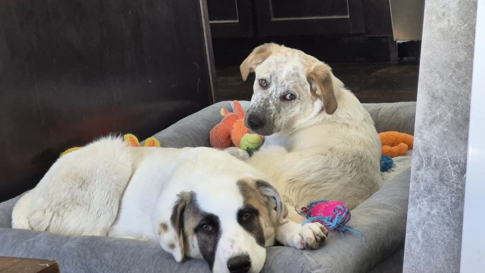 Two pups snuggled in a dog bed during a stay