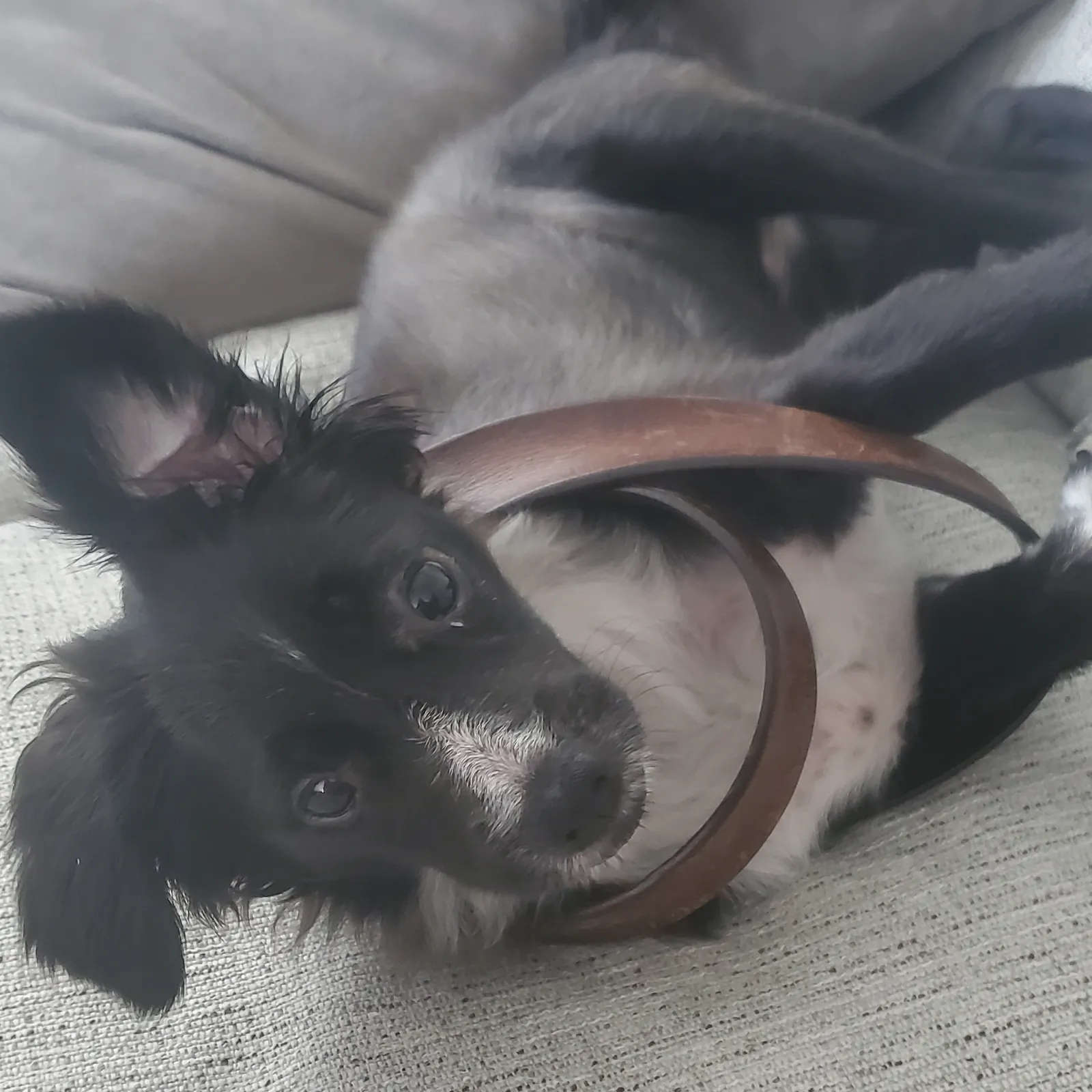 A black and white pup wriggling upside down on the couch