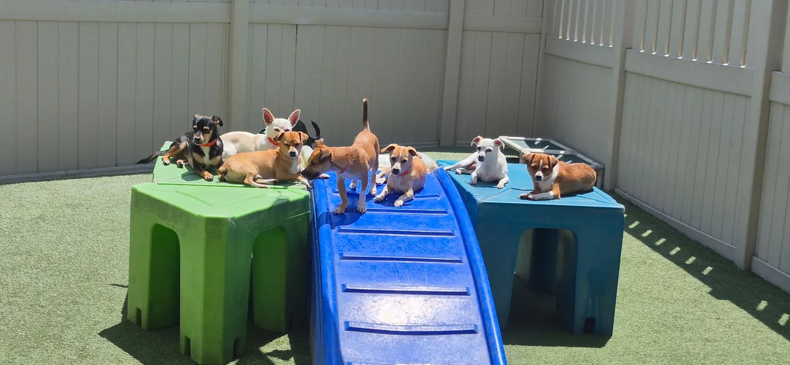 A pack of dogs playing on yard climbing toys