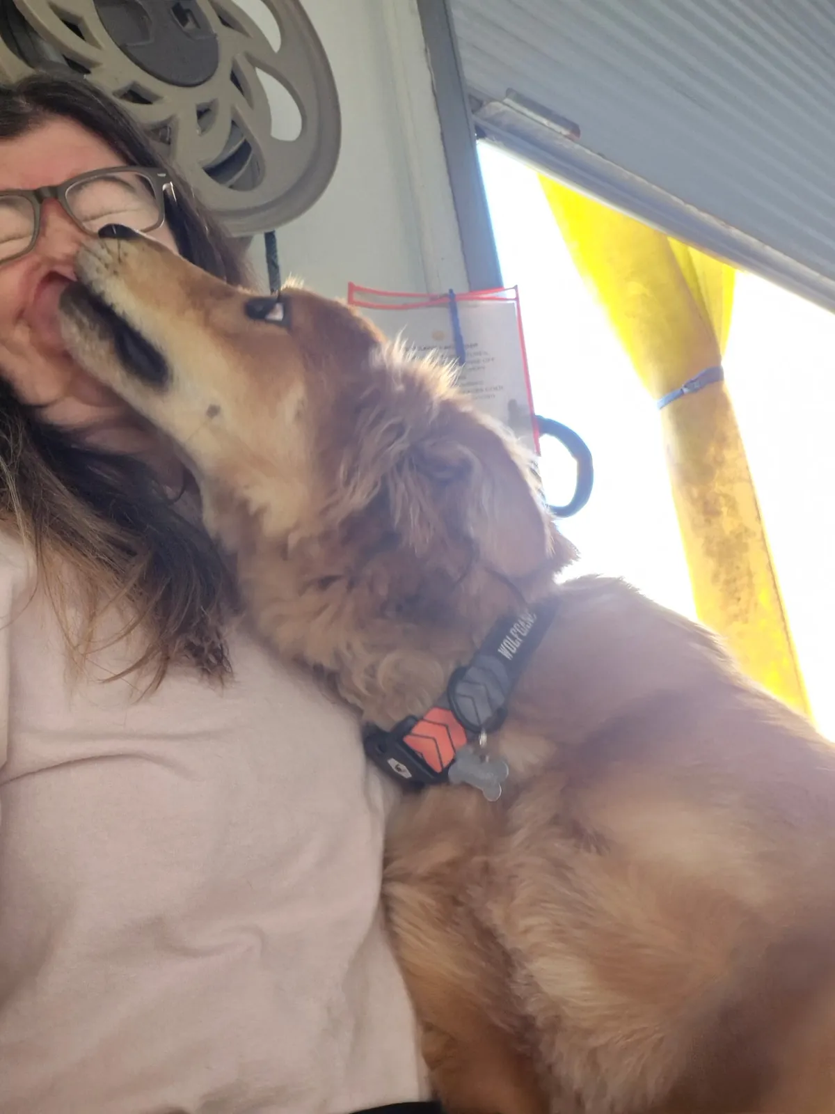 A golden dog covering Sarah in kisses