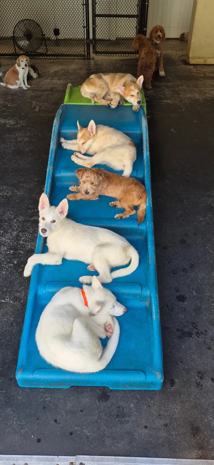 Dogs napping in a neat row on a play ramp